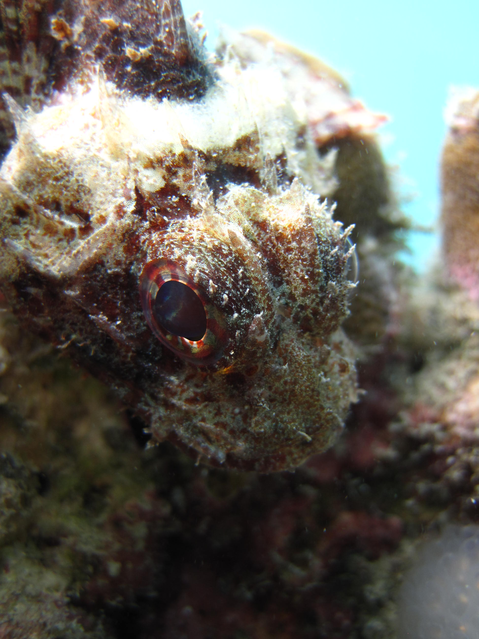 Scorpion Fish