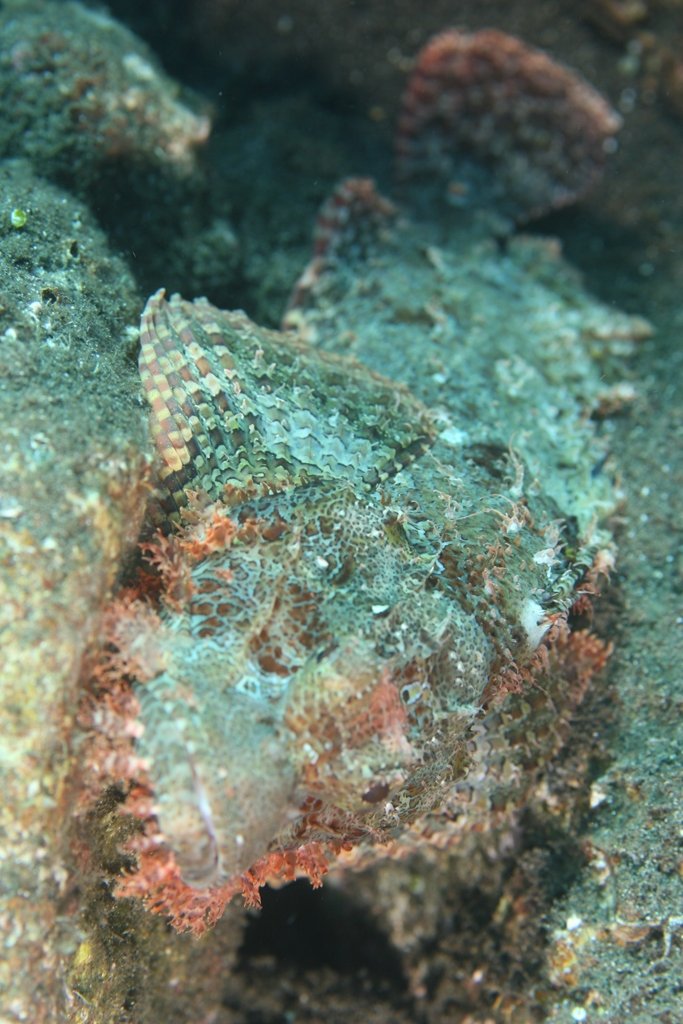 Scorpion fish