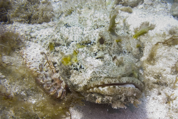 Scorpion Fish