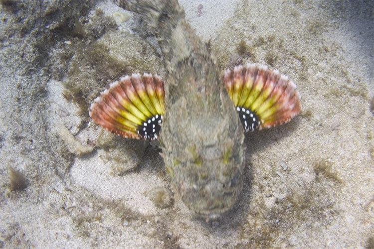 Scorpion Fish