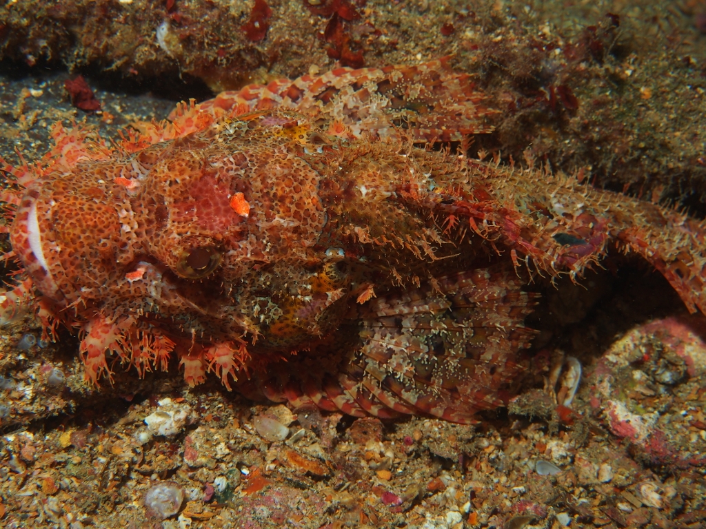 Scorpion Fish