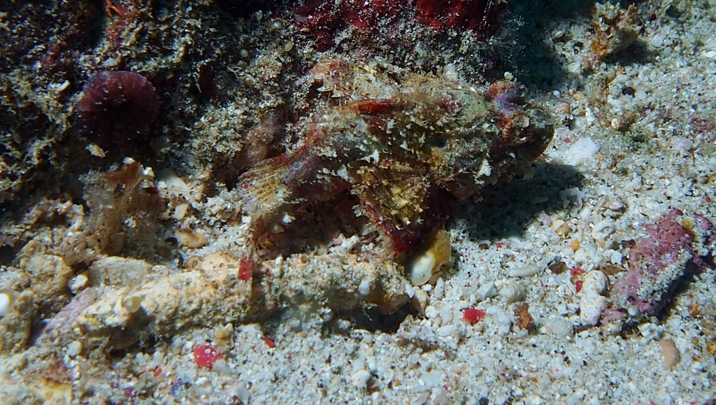 Scorpion Fish