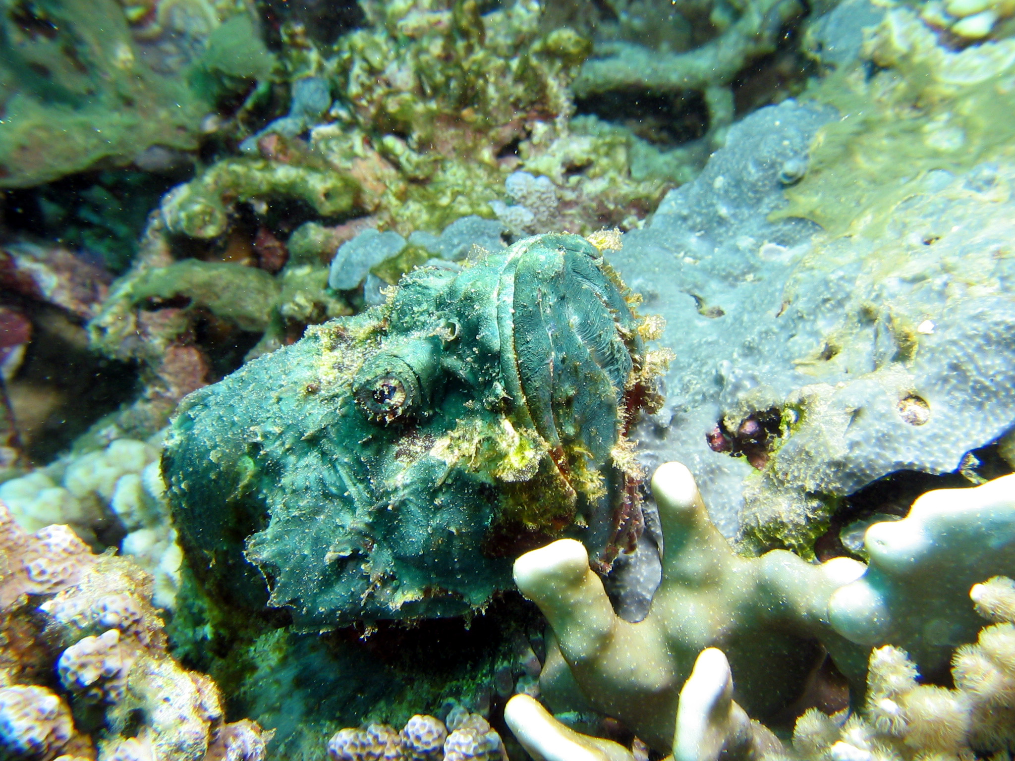 Scorpion Fish