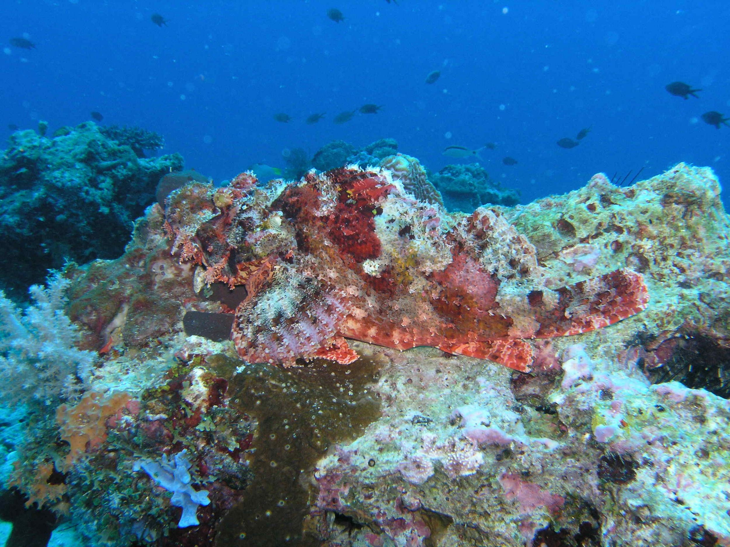 Scorpion Fish