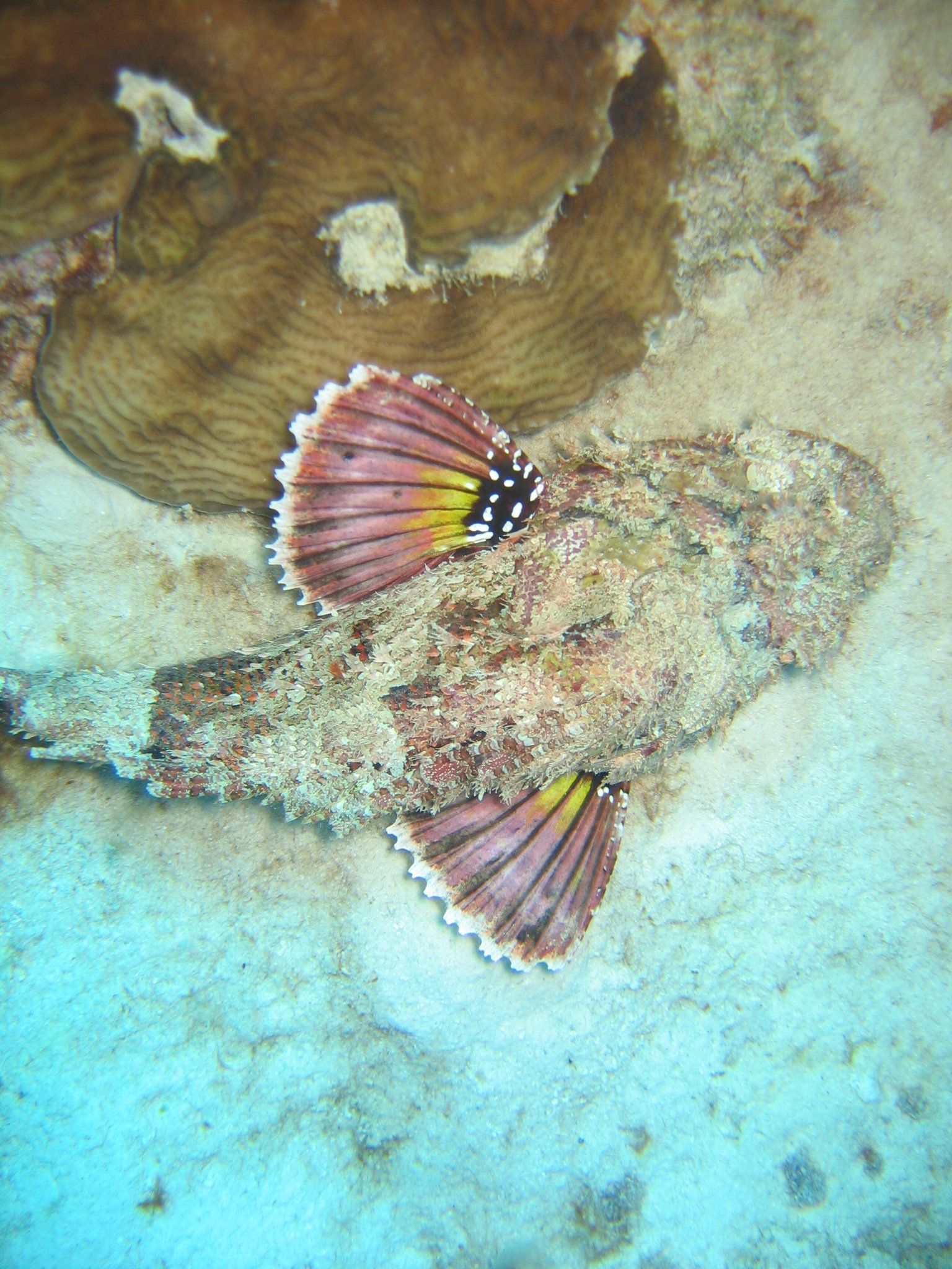 scorpion fish