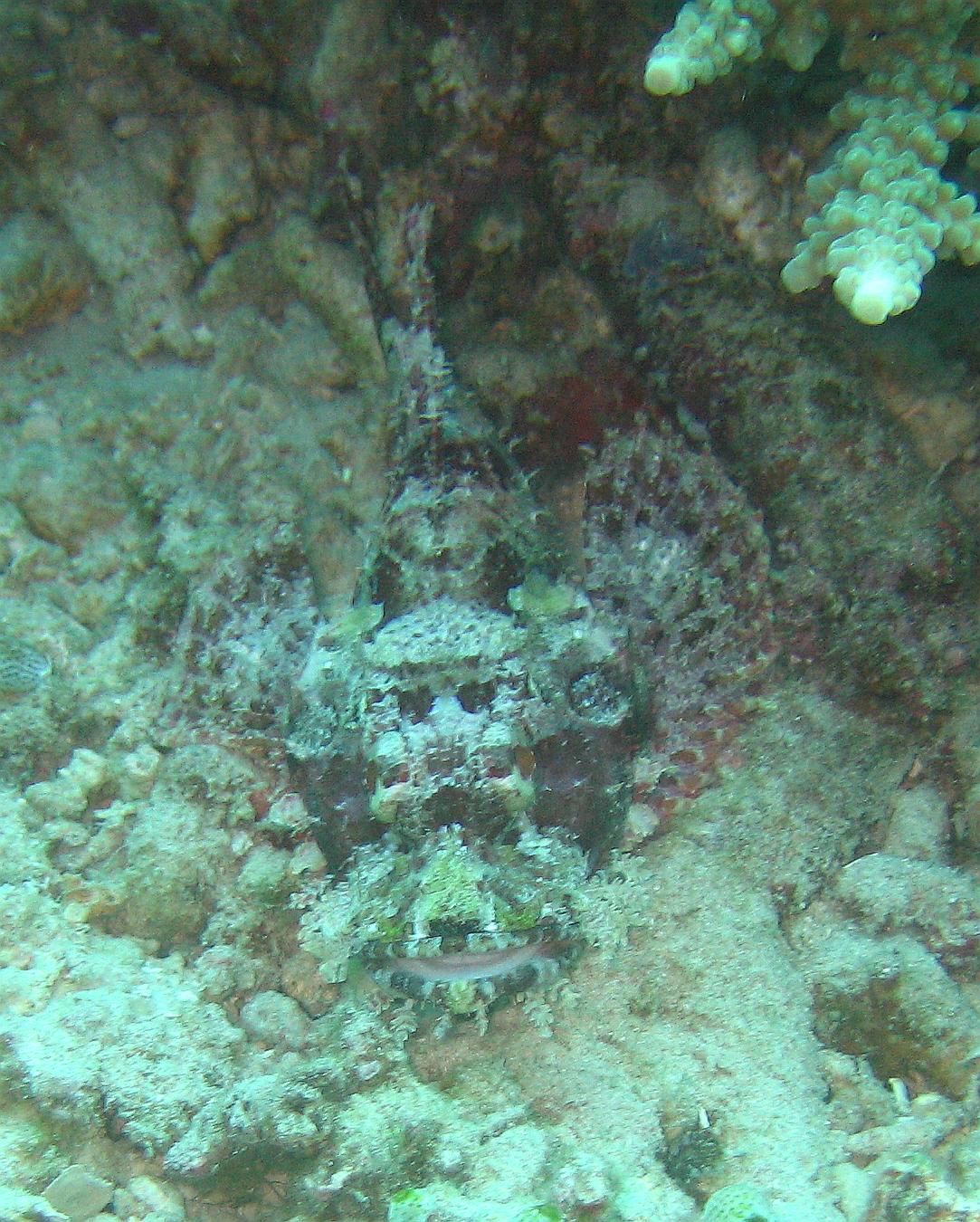 scorpion fish