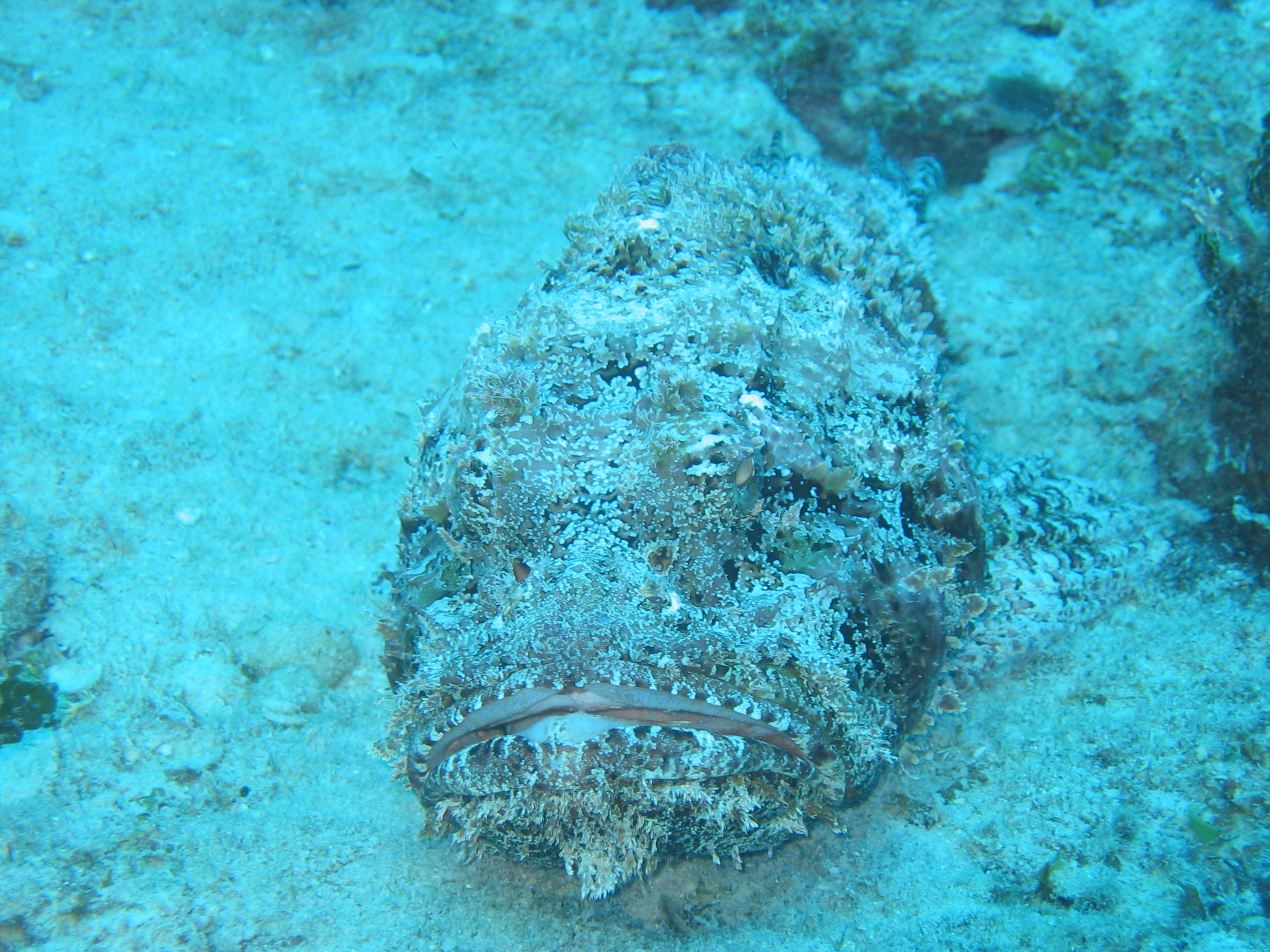 Scorpion Fish