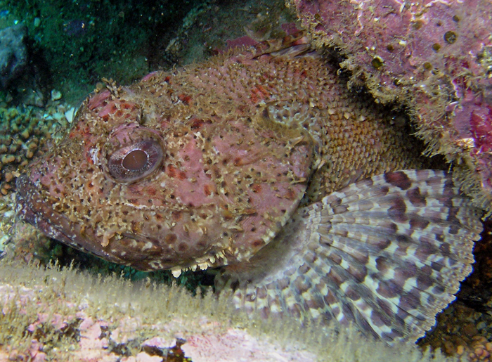 Scorpion Fish