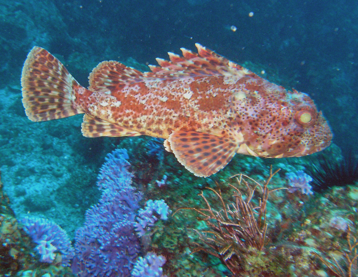 Scorpion Fish