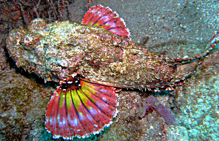 Scorpion Fish