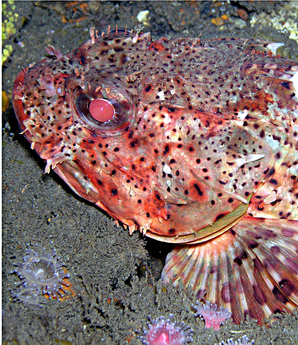 Scorpion Fish