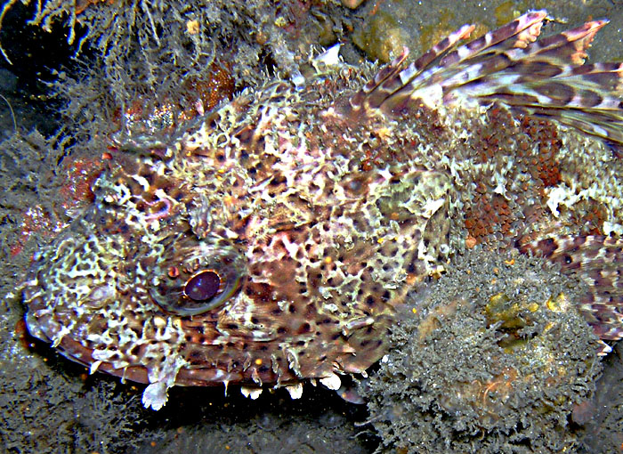 Scorpion Fish