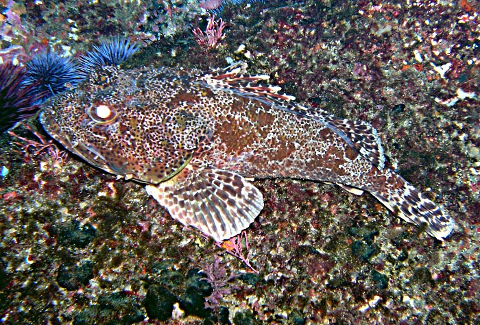 Scorpion Fish