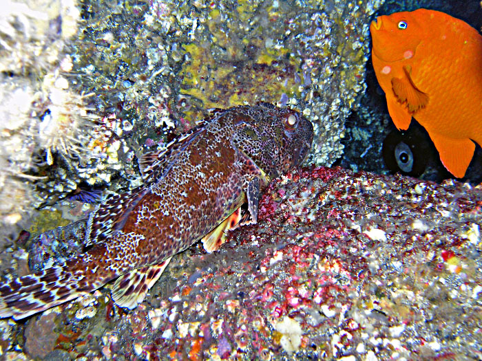 Scorpion Fish