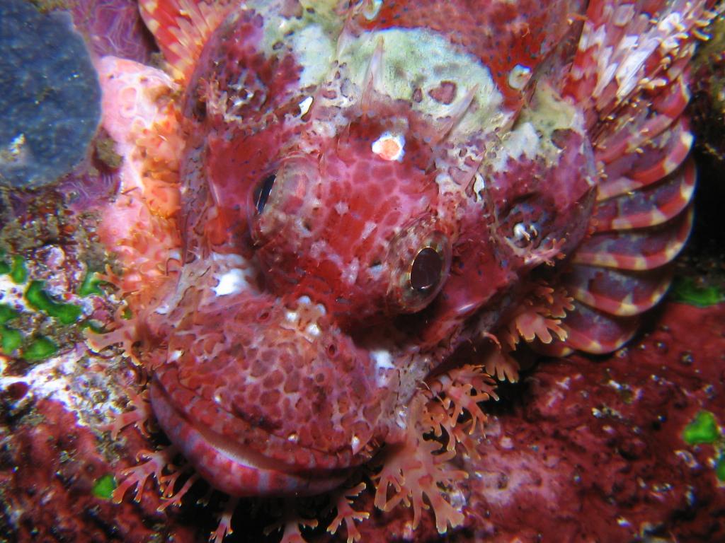 Scorpion Fish