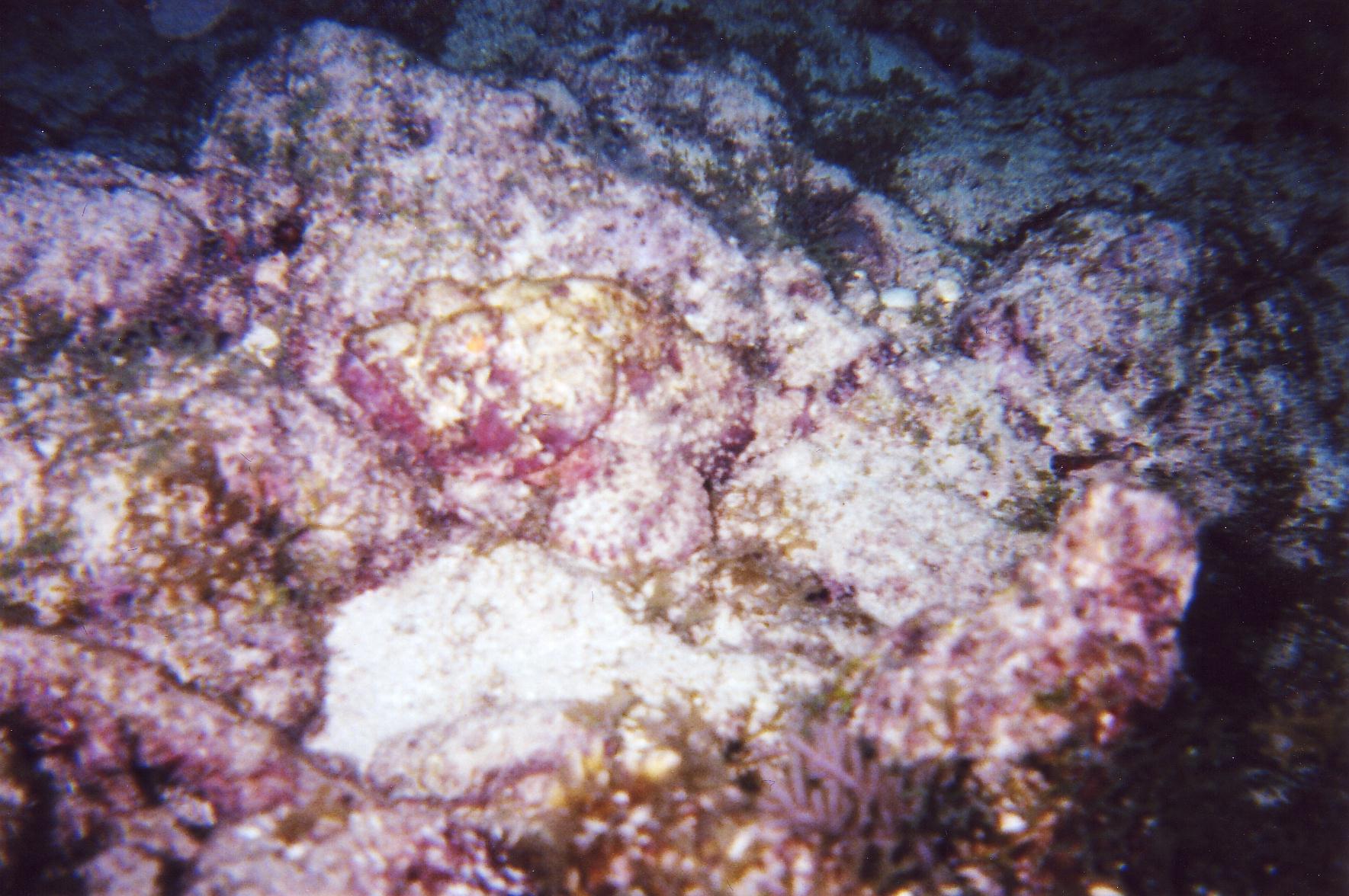 Scorpion Fish