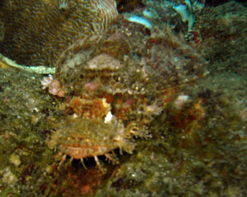 scorpion fish