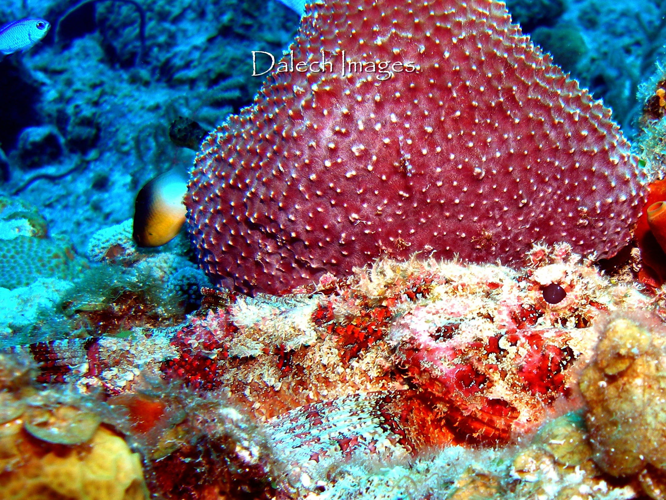 Scorpion Fish