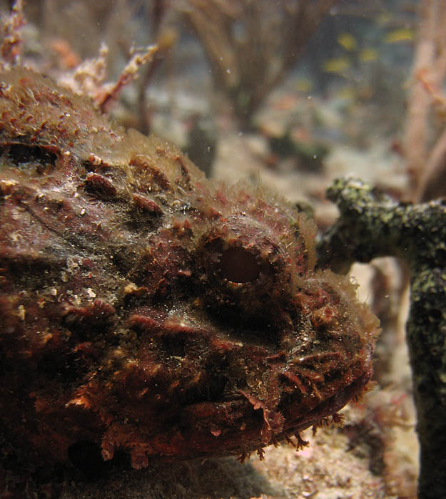 Scorpion Fish