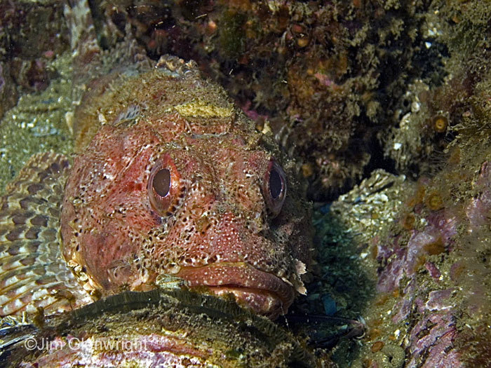 Scorpion Fish