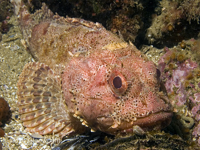 Scorpion Fish