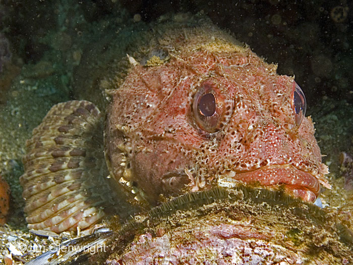 Scorpion Fish