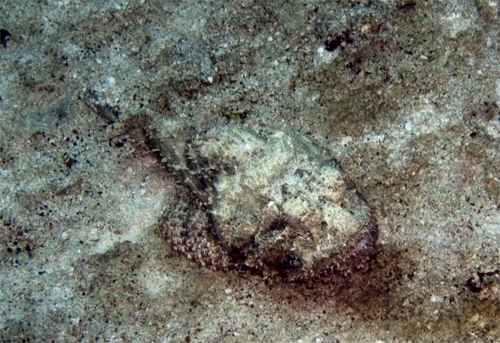 Scorpion fish