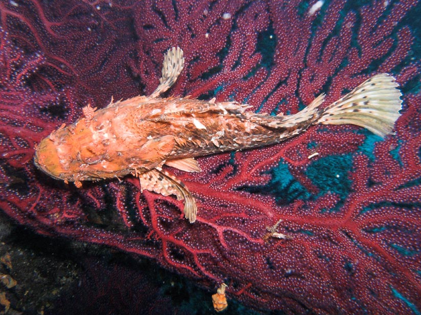 scorpion fish