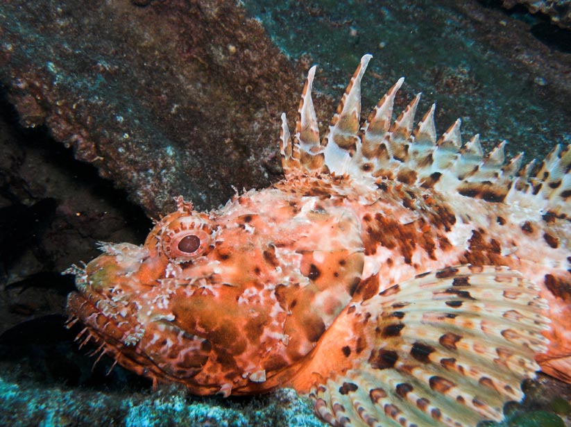 scorpion fish