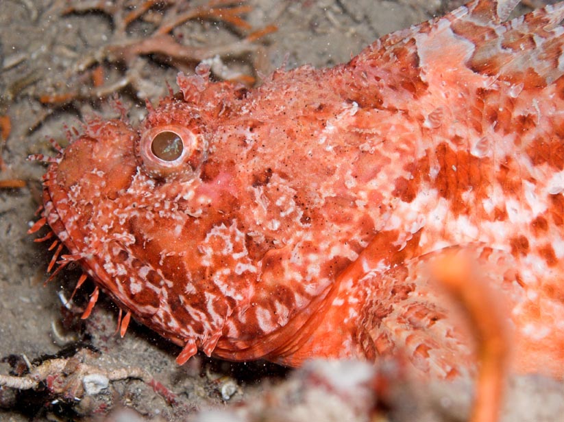 scorpion fish