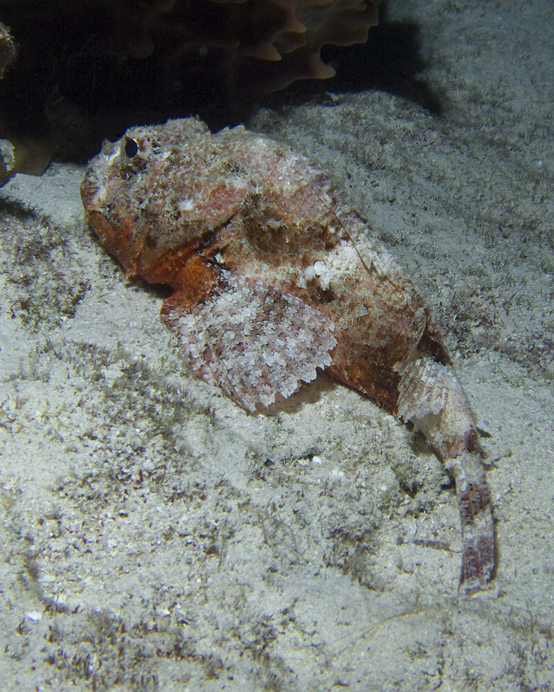 Scorpion Fish