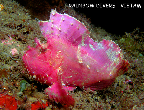Scorpion Leaf fish in Nha Trang, Vietnam, Rainbow Divers, professional unde