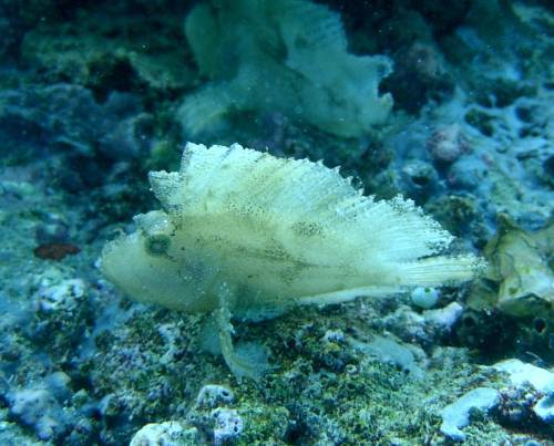 Scorpion Leaf Fish