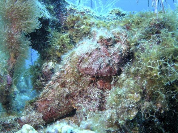 Scorpion_Fish