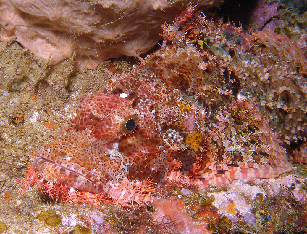 scorpion_fish_10