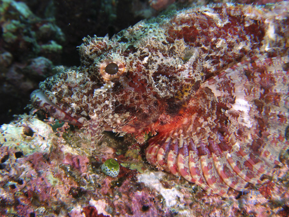 scorpion_fish_6