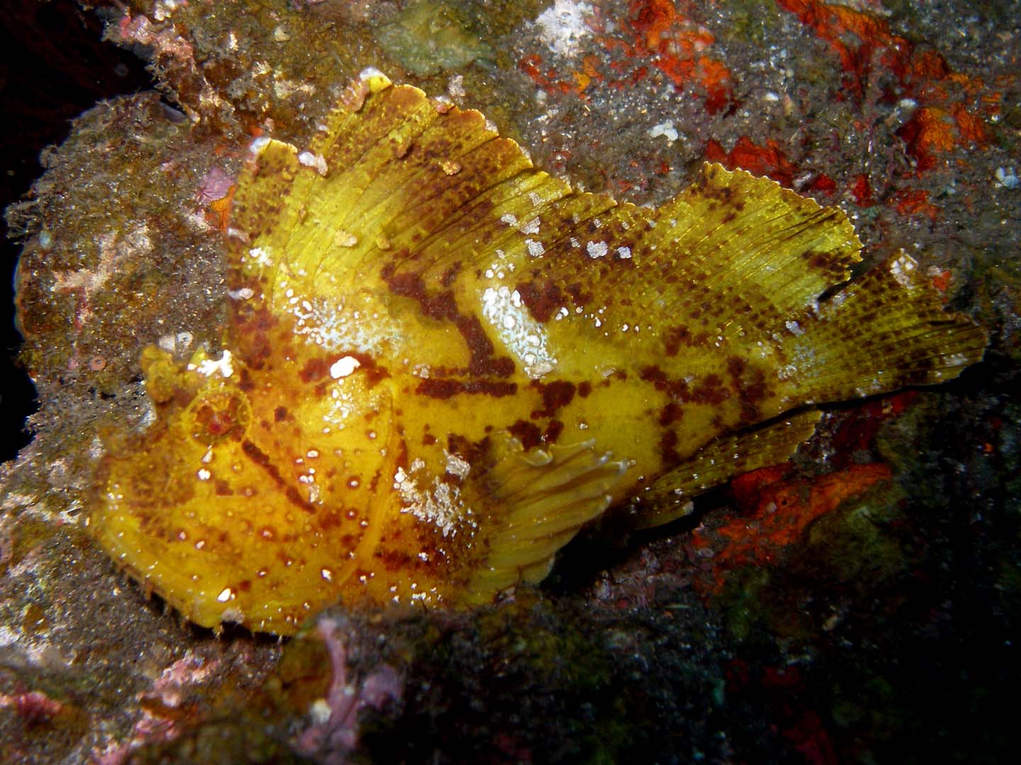 Scorpion_leaffish