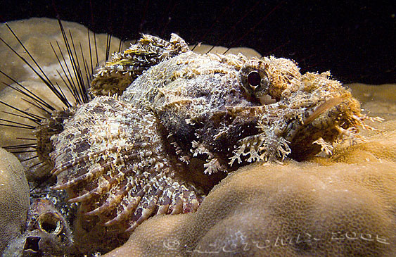 Scorpionfish-2223