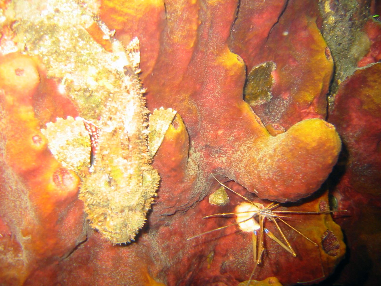 Scorpionfish and spyder crab