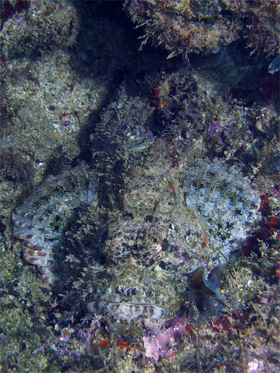 Scorpionfish Camo