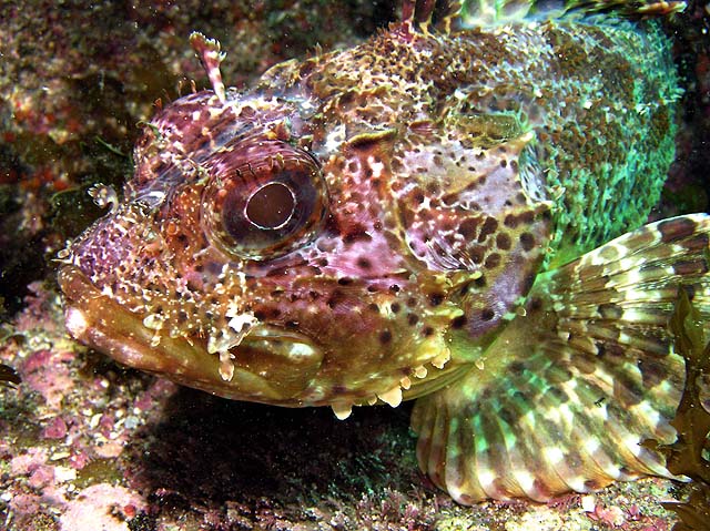 Scorpionfish close-up