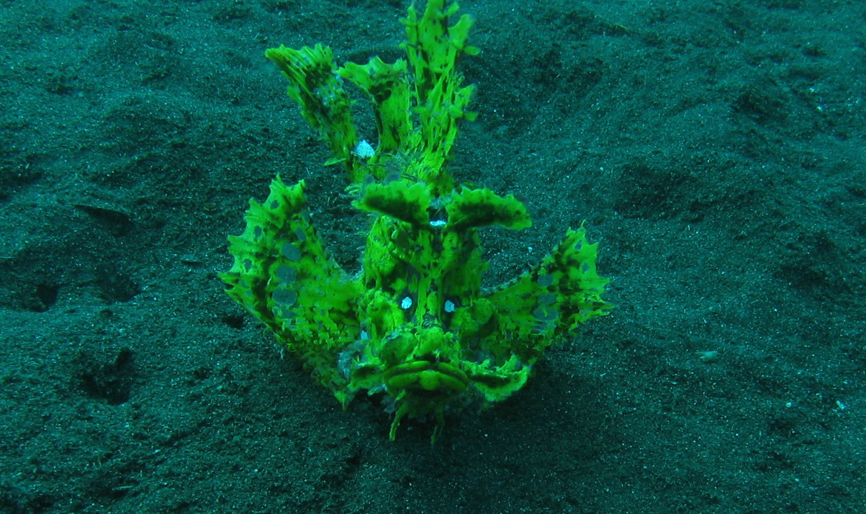 Scorpionfish Fish