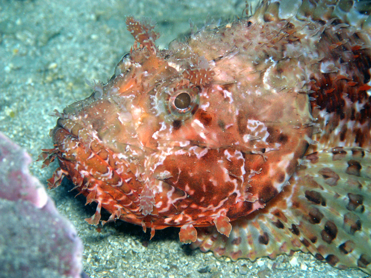 scorpionfish head