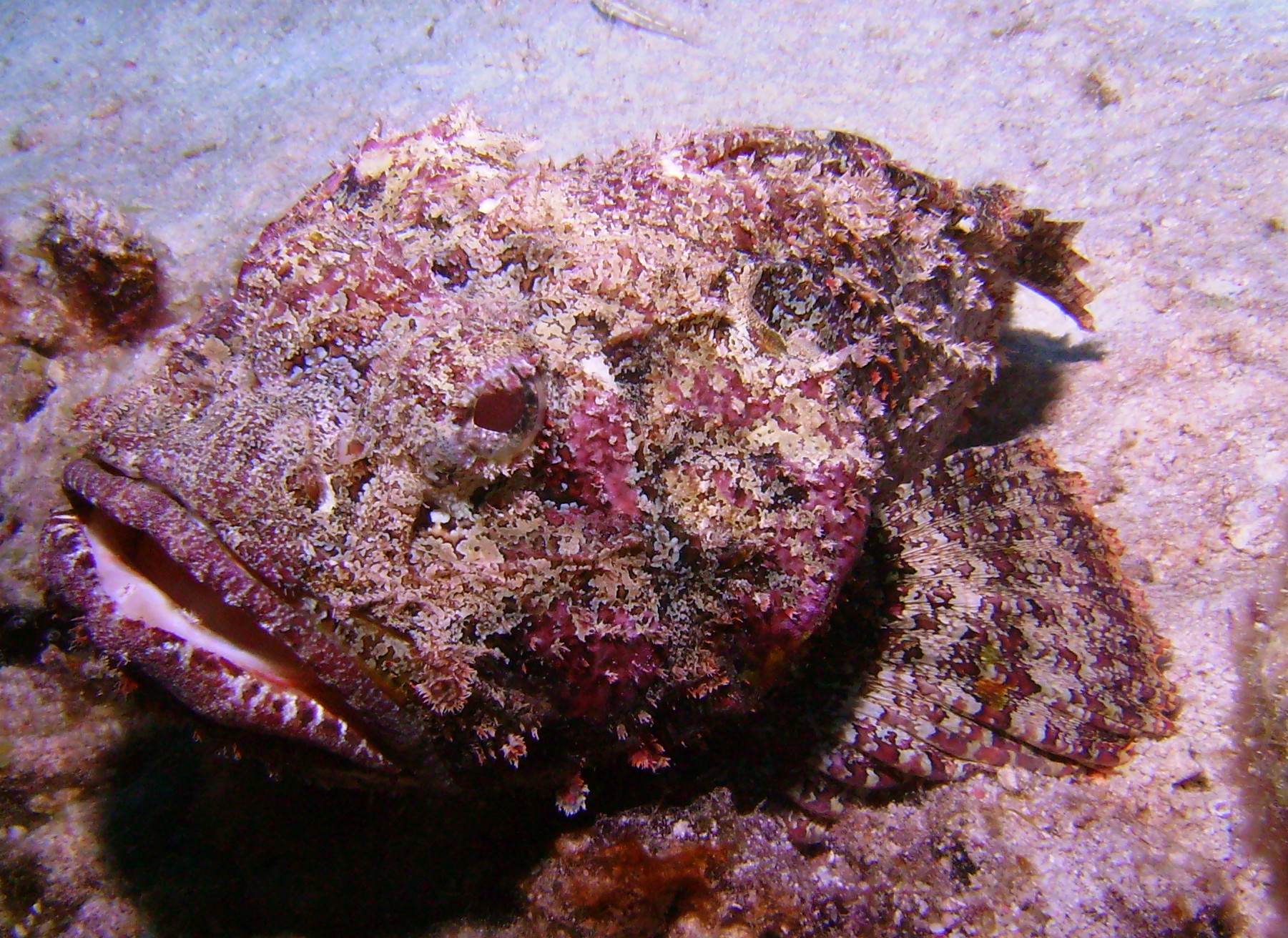 Scorpionfish lips