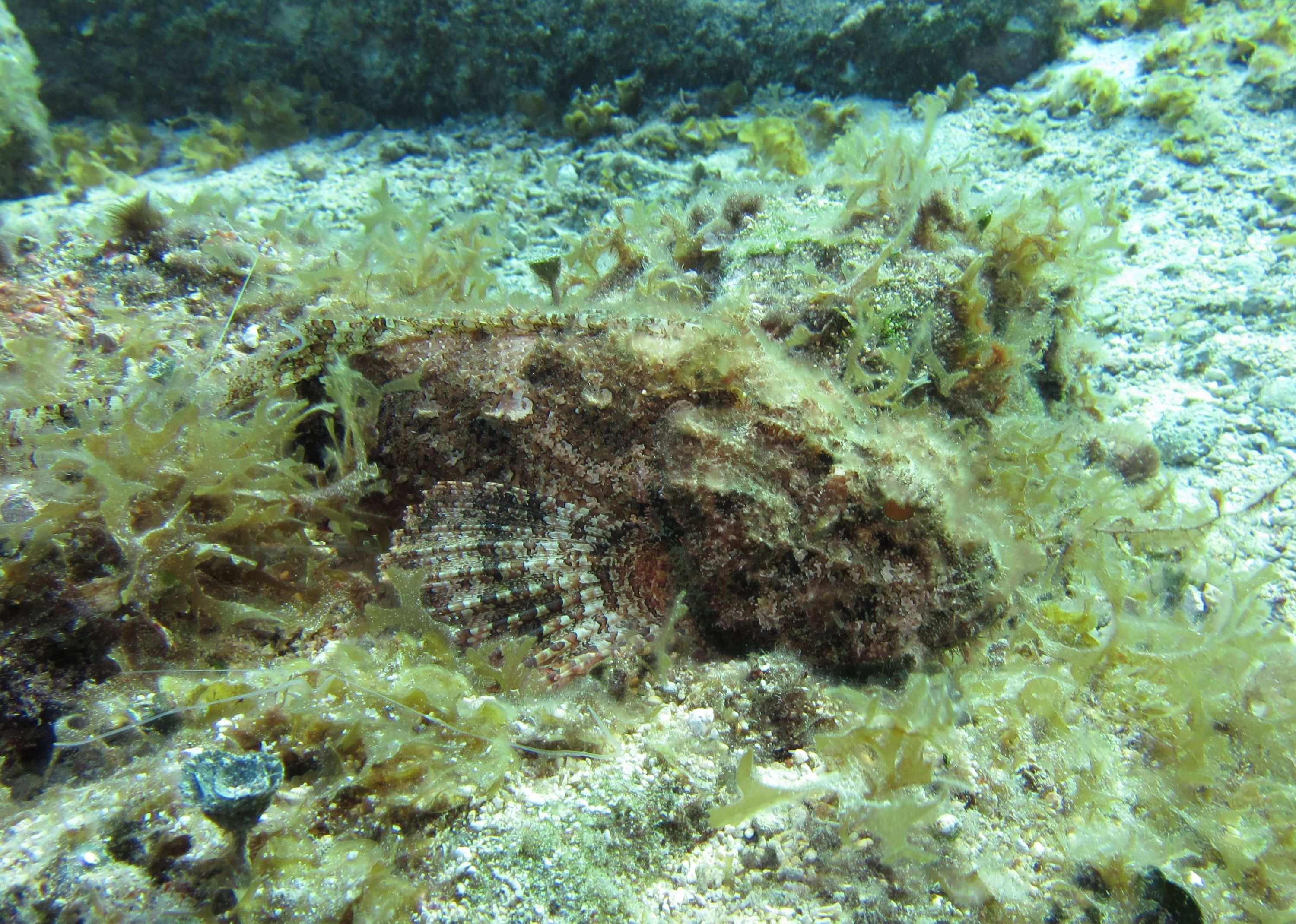 Scorpionfish (Phil Bell photo Cozumel 2012)