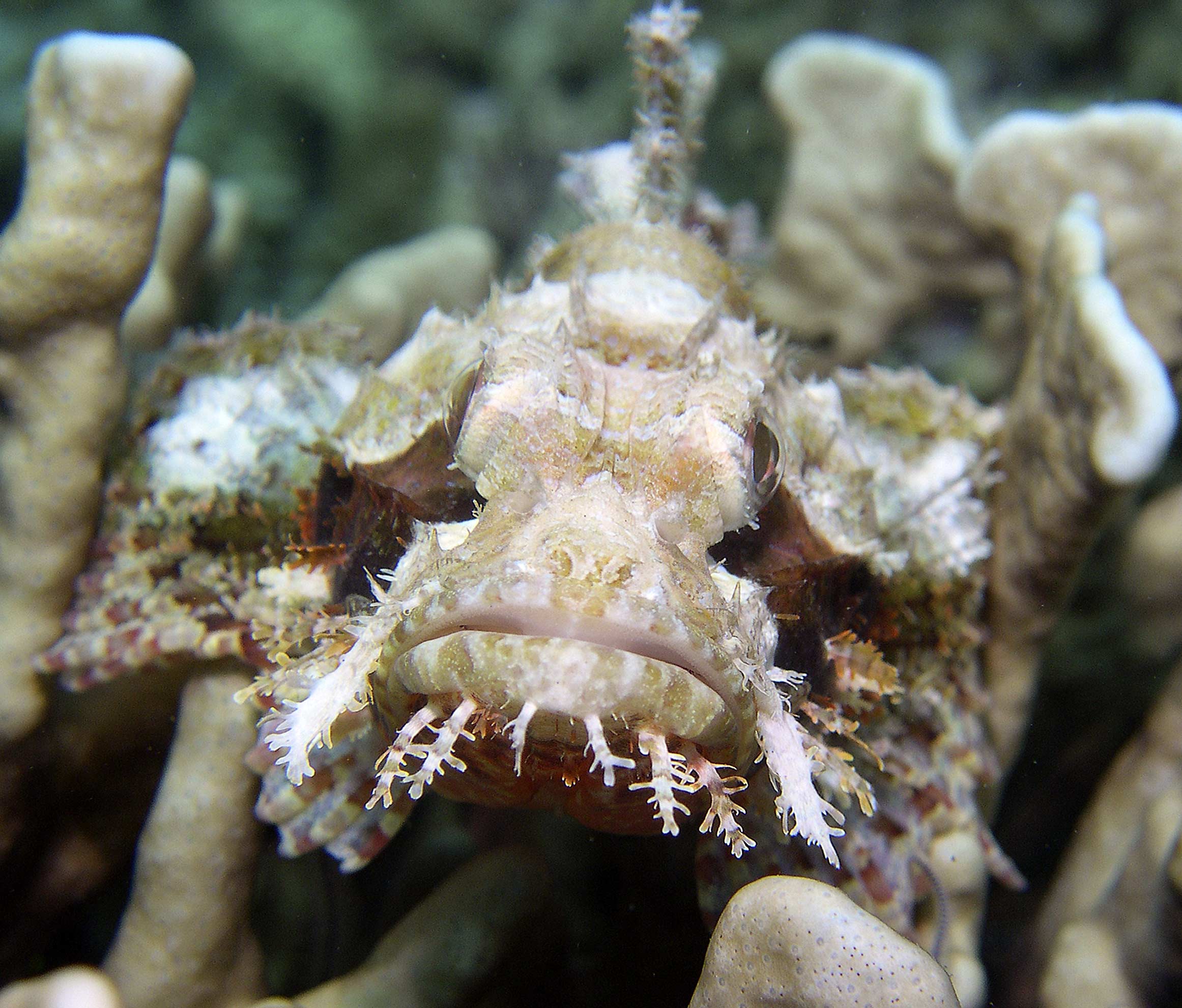 scorpionfish-portrait1