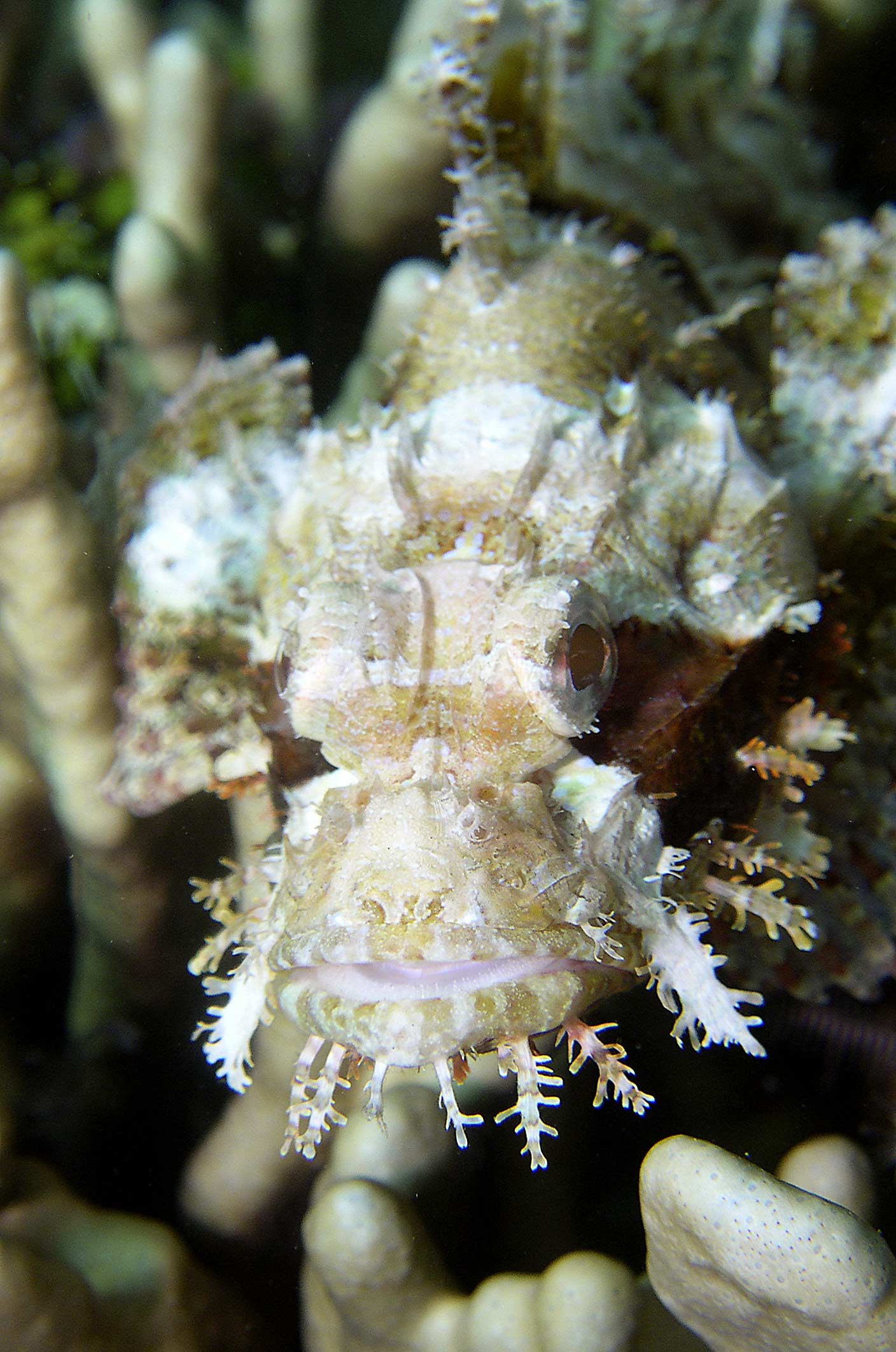 scorpionfish-portrait2