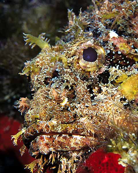 Scorpionfish Profile