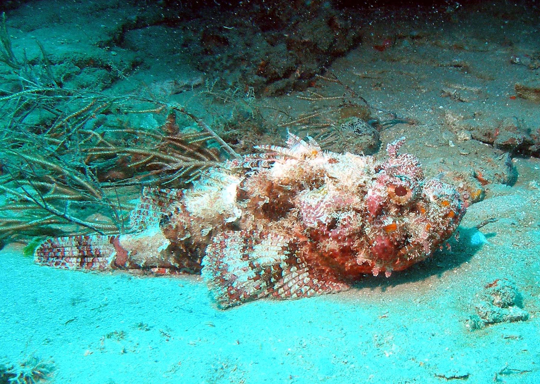 Scorpionfish Sitting Out On The Sand at Tunnels - Jupiter
