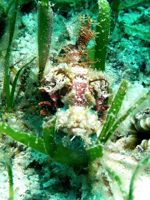Scorpionfish with may beetle antennas?! ;-)